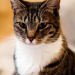 Are American Shorthair Cats Friendly