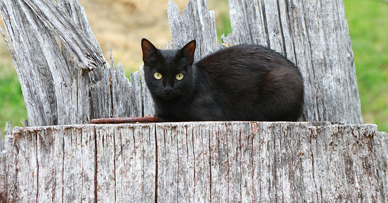 ¿Puede el gato de granero convertirse en gato doméstico?