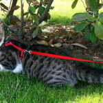 Dog harness on a cat