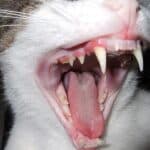 Pisicile se nasc cu dinți