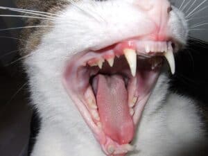 Gatos nascem com dentes?