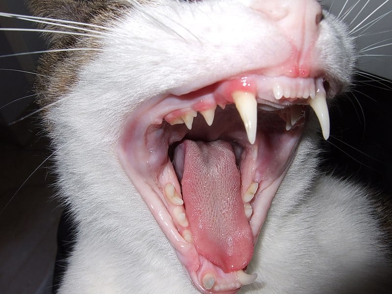 Раждат ли се котките със зъби
