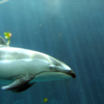 Können Delfine unter Wasser bleiben?