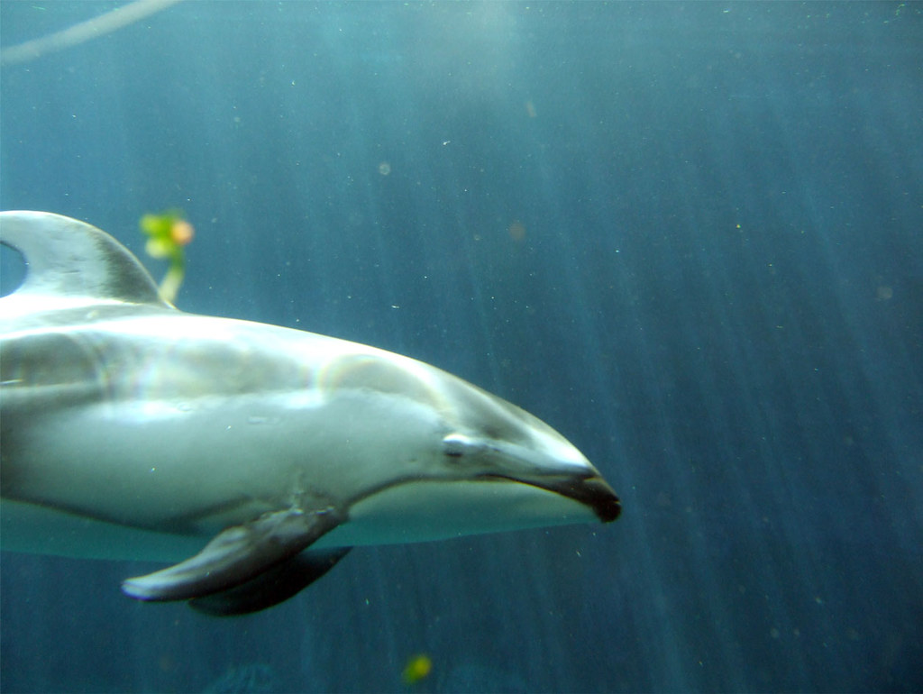 Os golfinhos podem ficar debaixo d'água
