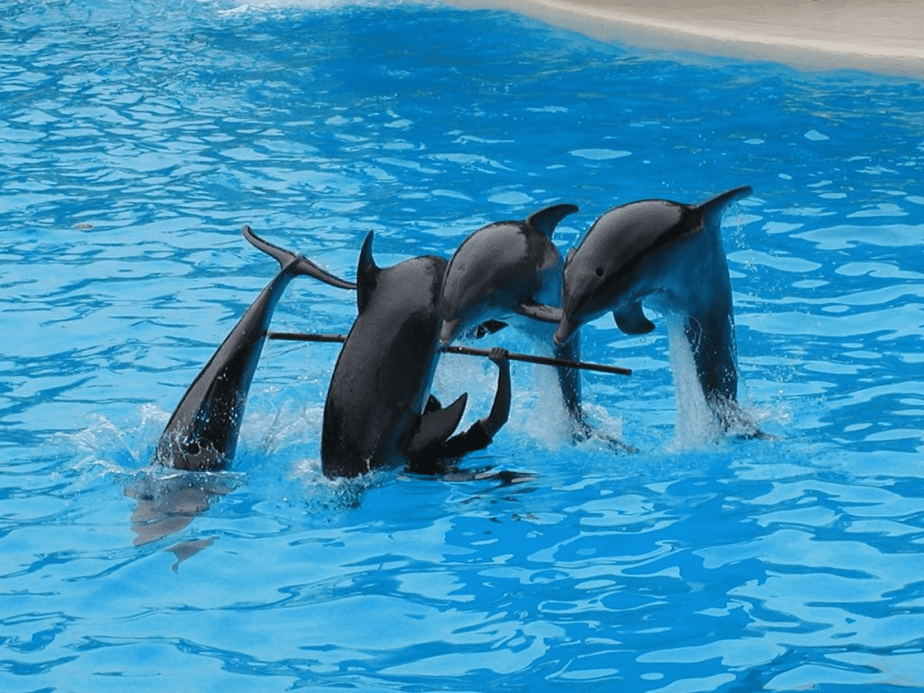 Delfinii mănâncă păsări