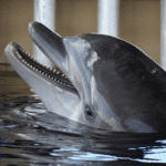 Mâchoires de dauphins