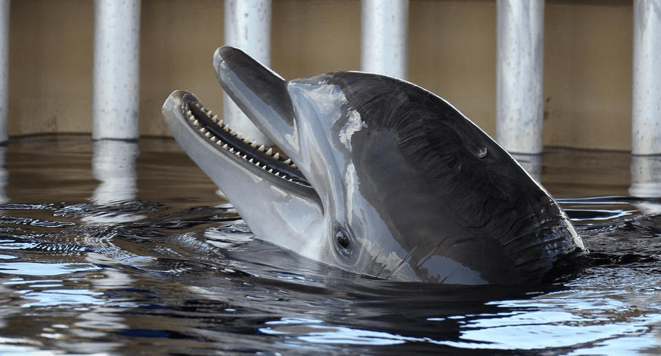 Mâchoires de dauphins