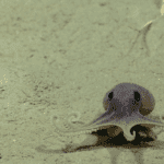 Eten Dolfijnen Octopus
