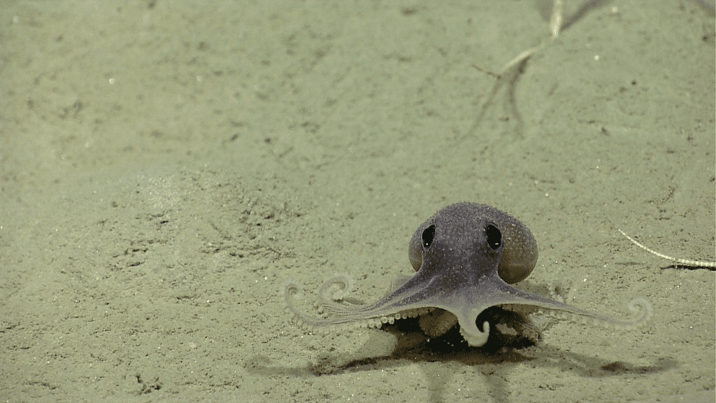Eten Dolfijnen Octopus