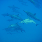 Are Dolphins Smarter Than Humans