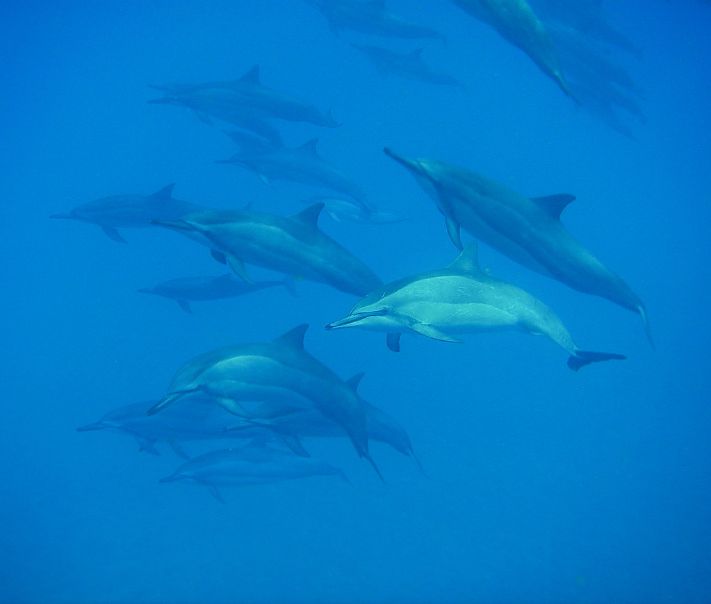 ¿Son los delfines más inteligentes que los humanos?