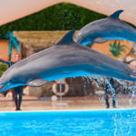 ¿Son los delfines más inteligentes que las orcas?