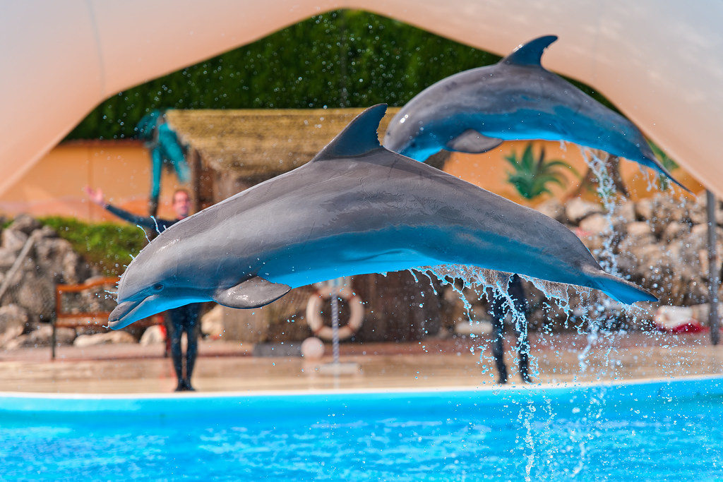Делфините по-умни ли са от косатките