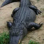 Les alligators communiquent-ils
