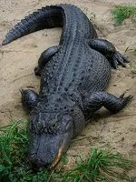 Communiceren alligators?