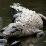 Krokodil zu Fuß