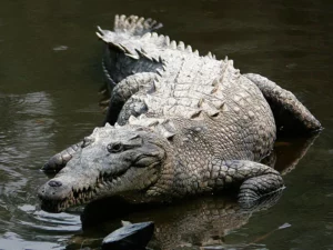Krokodil zu Fuß