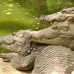 Krokodillen In Nieuw-Zeeland