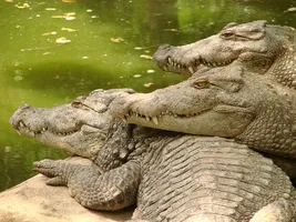 Krokodile in Neuseeland