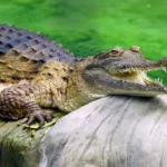 Os crocodilos de água doce são perigosos