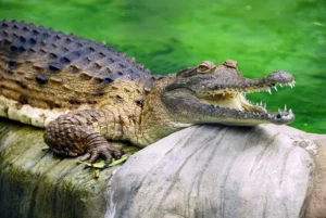 I coccodrilli d'acqua dolce sono pericolosi