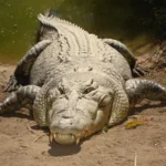 Os crocodilos de água salgada são agressivos
