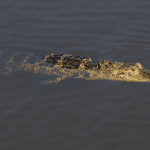 Crocodiles In Ocean