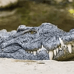 Kunnen krokodillen horen
