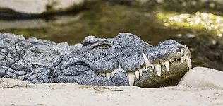 Can Crocodiles Hear