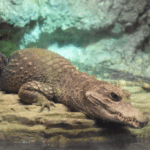 Quanto tempo os crocodilos vivem em cativeiro