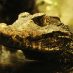 Sterven Krokodillen Van Ouderdom