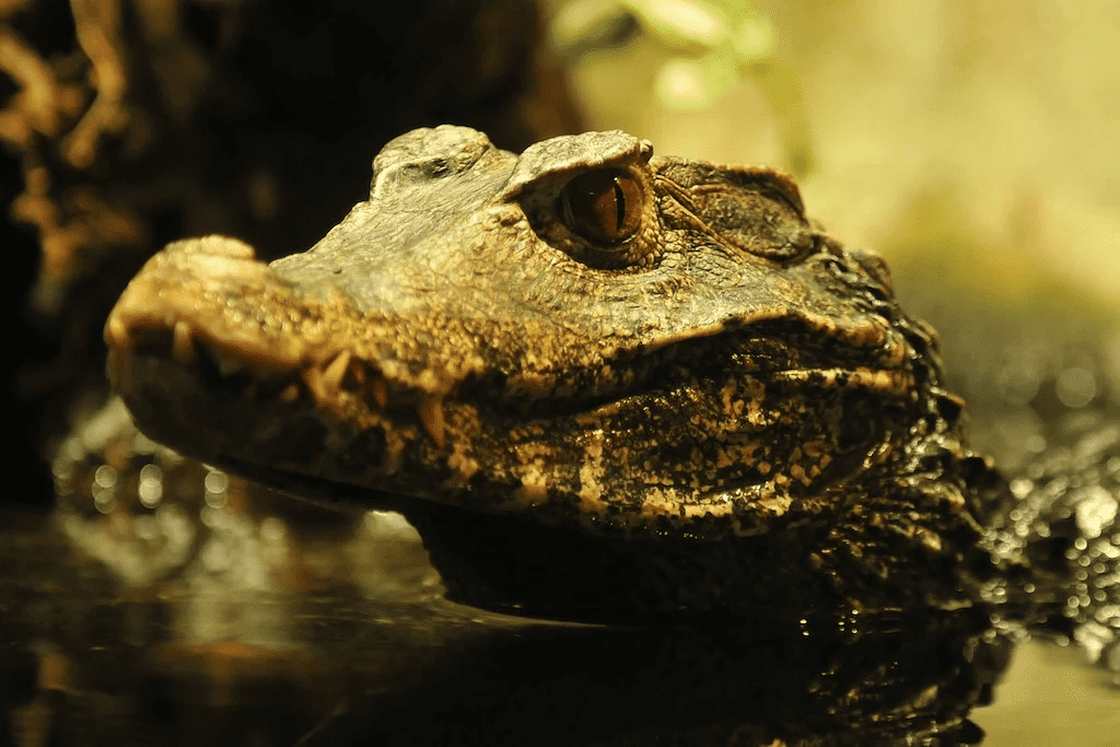 Do Crocodiles Die Of Old Age