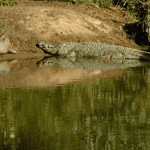 Kunnen krokodillen ledematen teruggroeien?