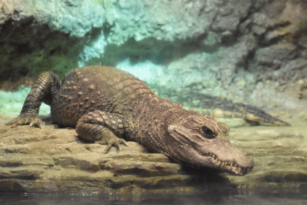 Quanto tempo os crocodilos vivem em cativeiro