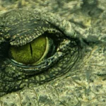 Crocodilo pode ver à noite