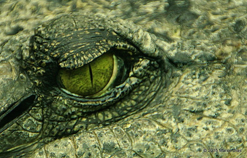 Crocodile peut-il voir la nuit