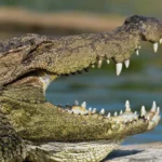 Dentes de crocodilos voltam a crescer