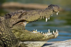 Dentes de crocodilos voltam a crescer