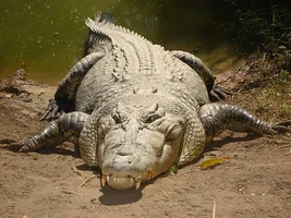 Krokodile greifen nachts an