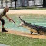 crocodilo de estimação