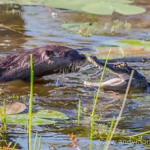 Jak polują krokodyle