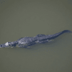 Krokodillen zwemmen