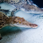 ¿Pueden los cocodrilos ver bajo el agua?