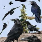 Est-ce que les corbeaux vivent en groupe