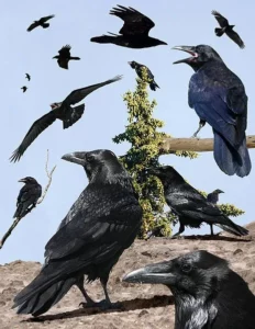 Ravens vivem em grupos