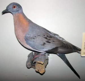 Caractéristiques des pigeons voyageurs