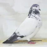 Caractéristiques du pigeon Tippler