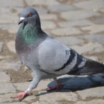 Χαρακτηριστικά Rock Pigeon