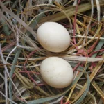 कबूतर के अंडे सेने के तथ्य