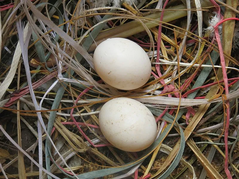 Fatos sobre a eclosão de ovos de pombo